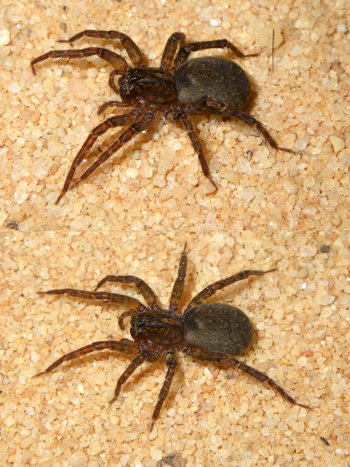 Amaurobiidae