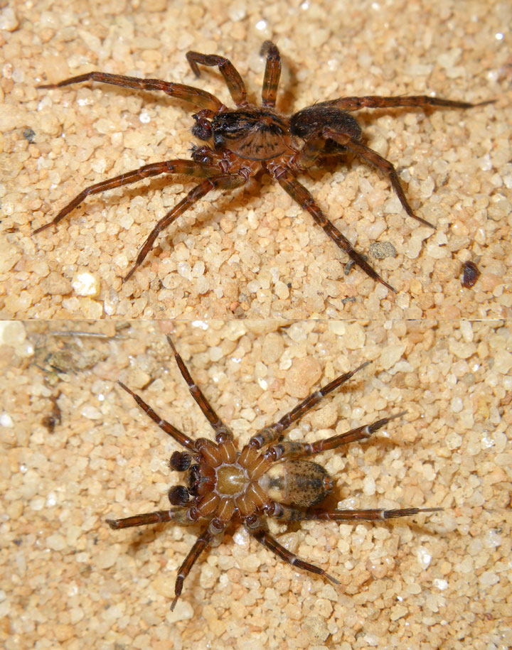 Amaurobiidae