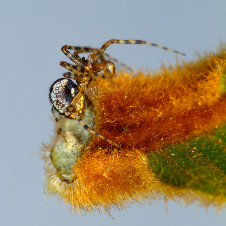 Theridion sp