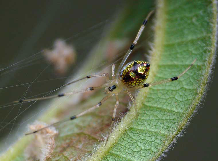 Thwaitesia nigronodosa