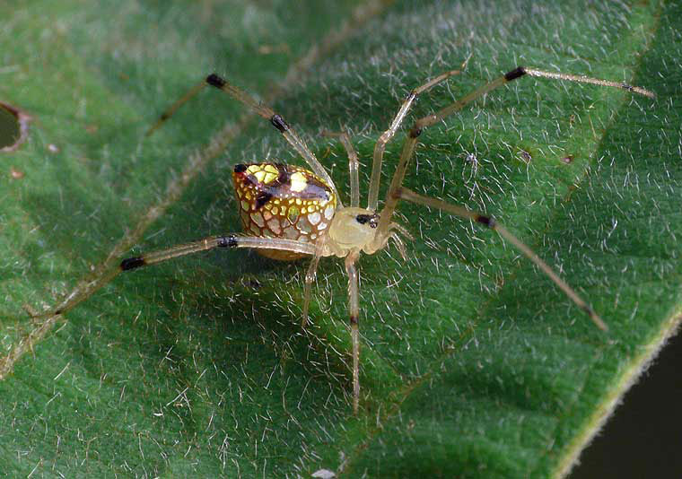 Thwaitesia nigronodosa
