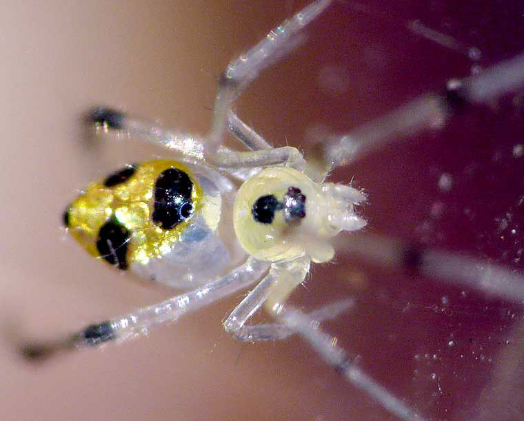 thwaitesia nigronodosa