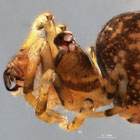 Mysmenidae Trogloneta sp.