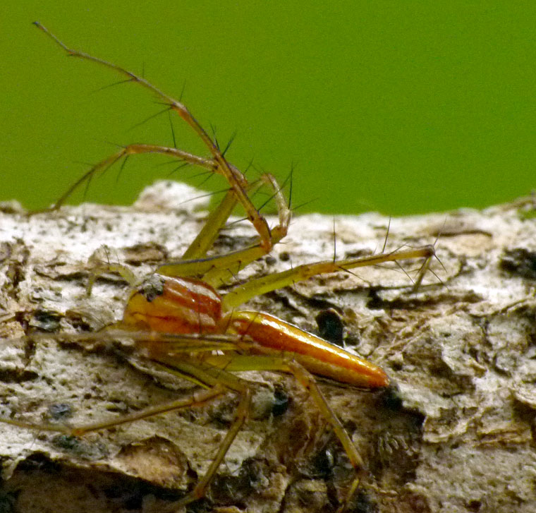 Oxyopes quadrifasciatus