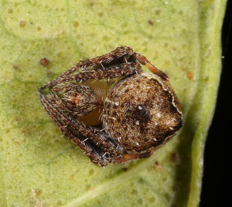 Araneus acuminatus