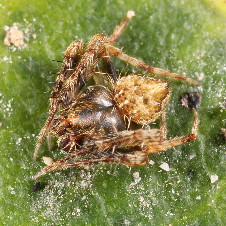 Araneus acuminatus