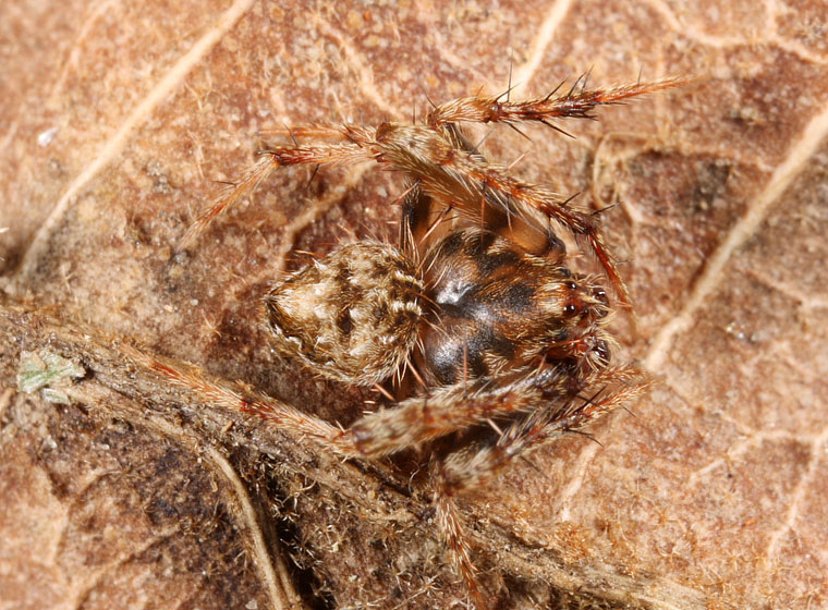 Araneus acuminatus