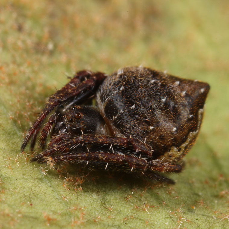 Araneus acuminatus