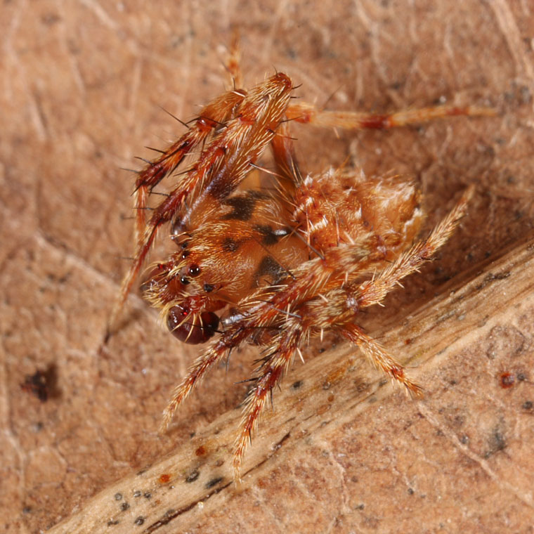 Araneus acuminatus