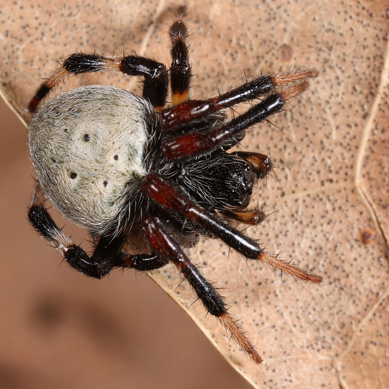 Araneus albidus