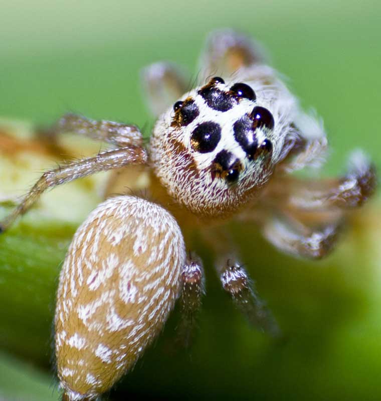 Opisthoncus polyphemus