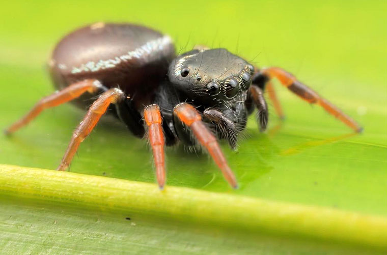 Zenodorus orbifculatus