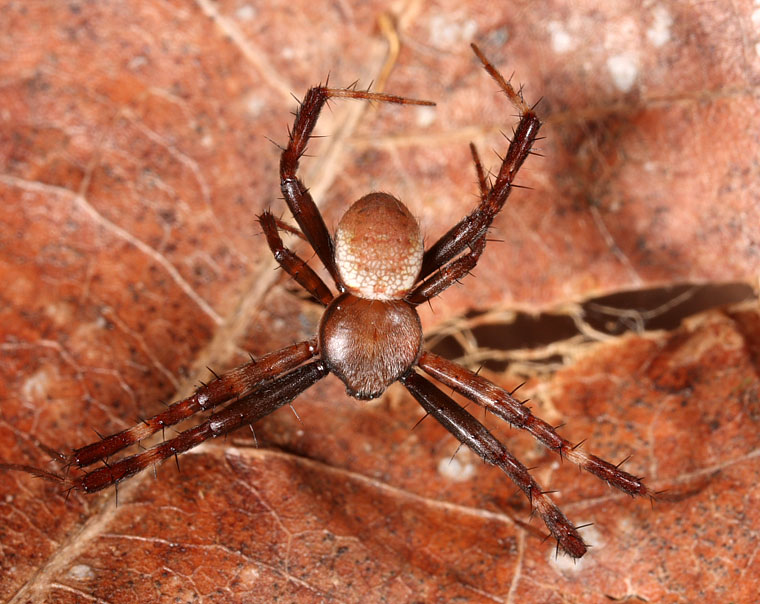 Argiope picta