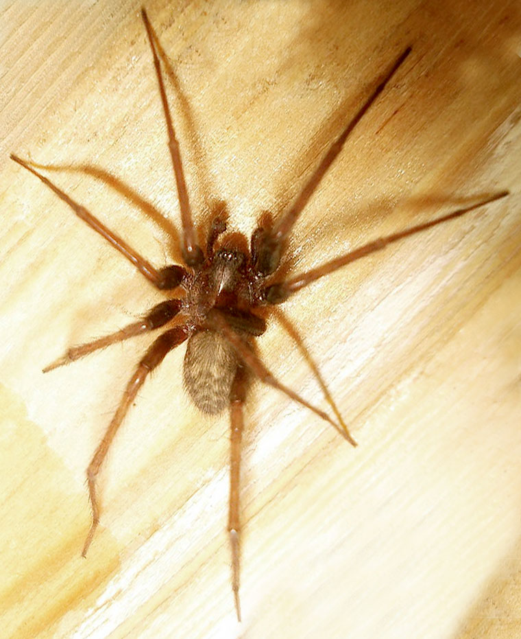 Tegenaria domestica