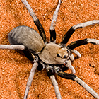 Hoggicosa bicolor