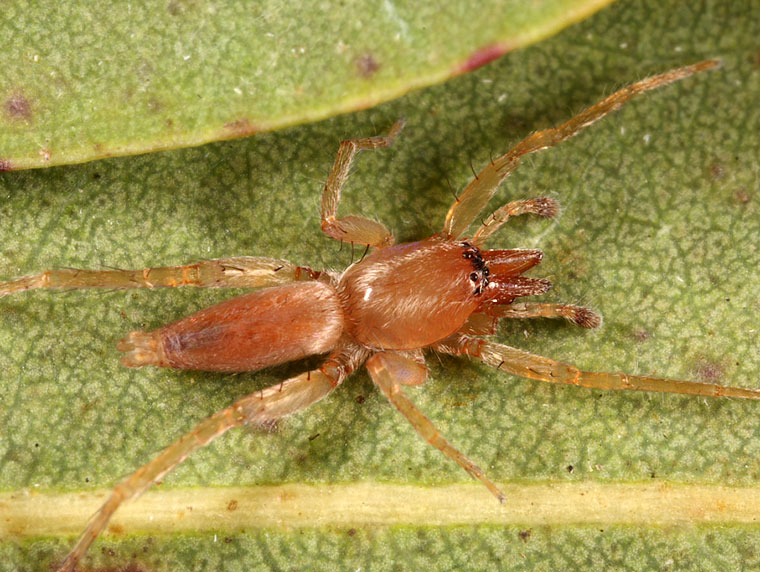 Clubiona modesta