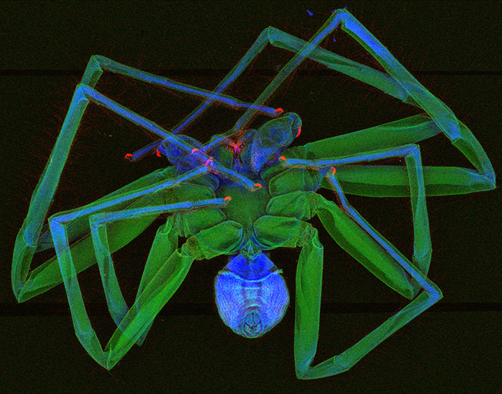 Huntstman in Australian Synchrotron