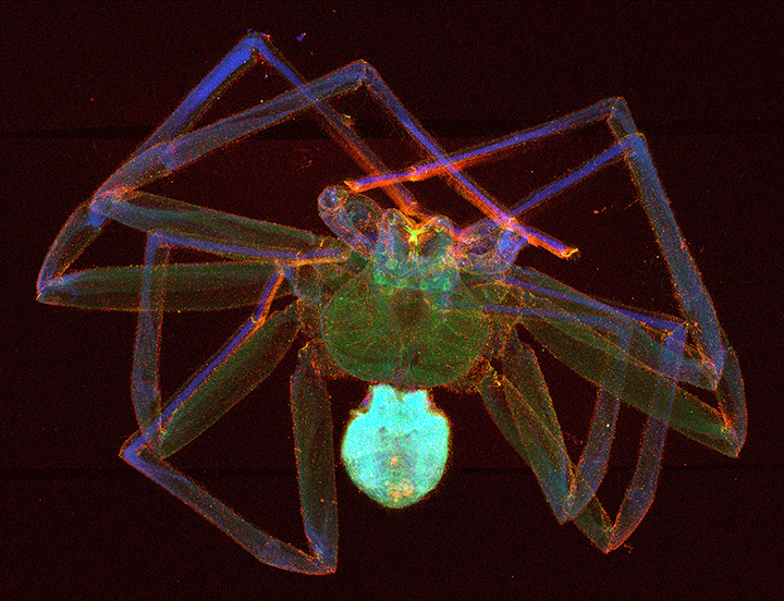 Huntstman in Australian Synchrotron