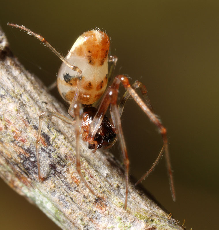 Cyatholipidae > Forstera sp. 