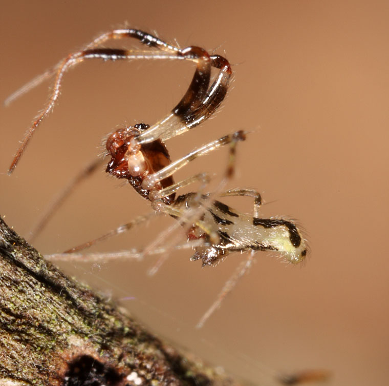 Cyatholipidae > Forstera sp. 