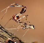 Cyatholipidae > Forstera sp.