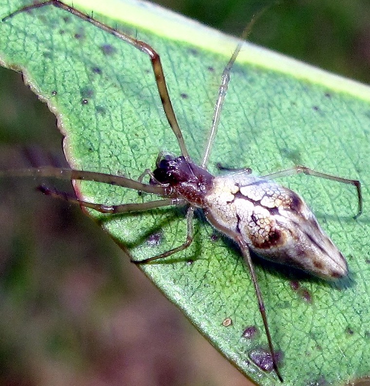 Moneta variabilis