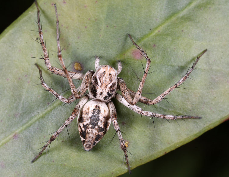 Oxyopes variabilis