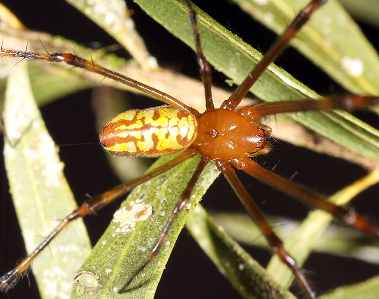 Leucauge decorata