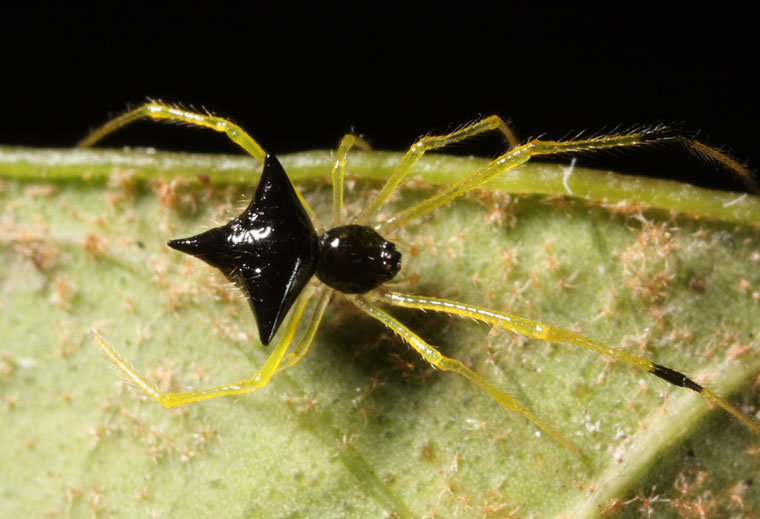 Theridula sp.