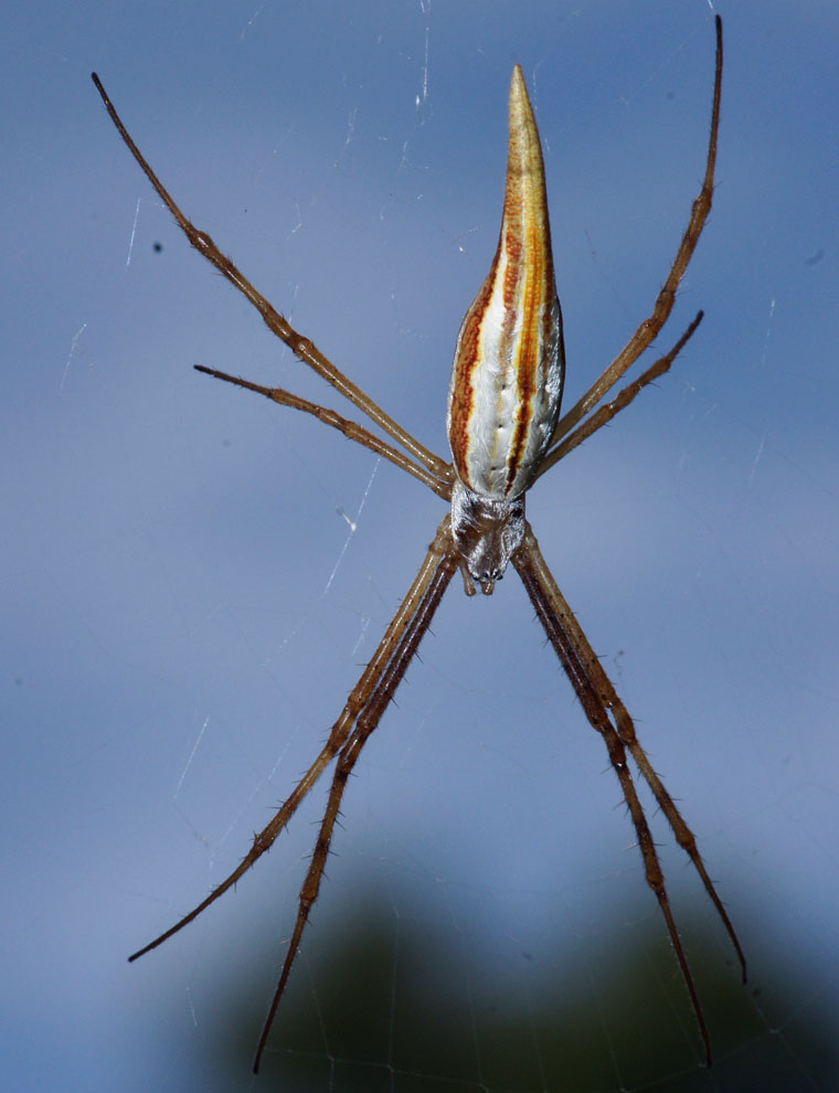 Argiope protensa