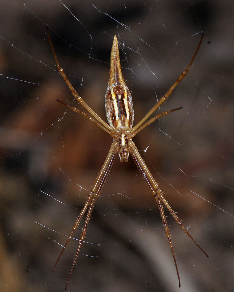 Argiope protensa