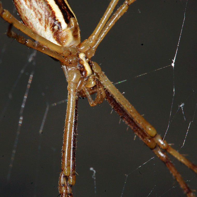 Argiope protensa