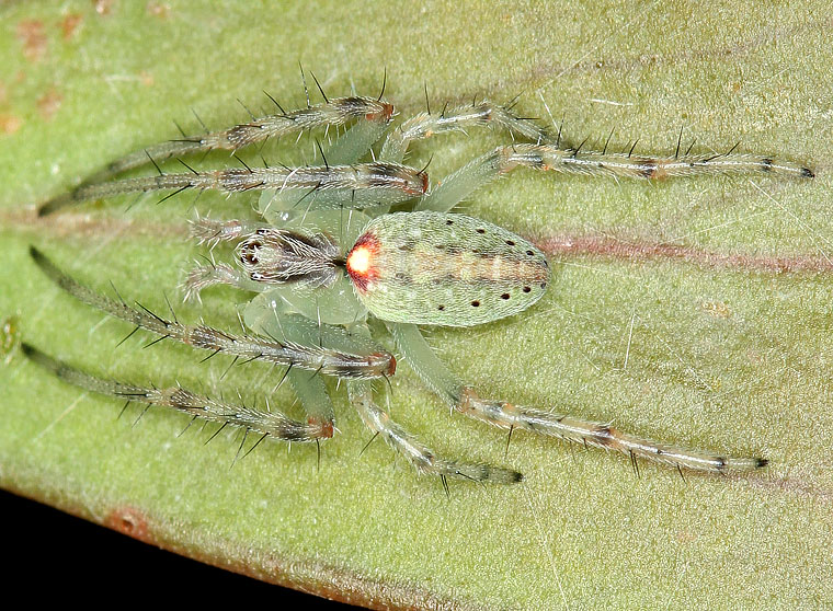 Araneus talipedatus