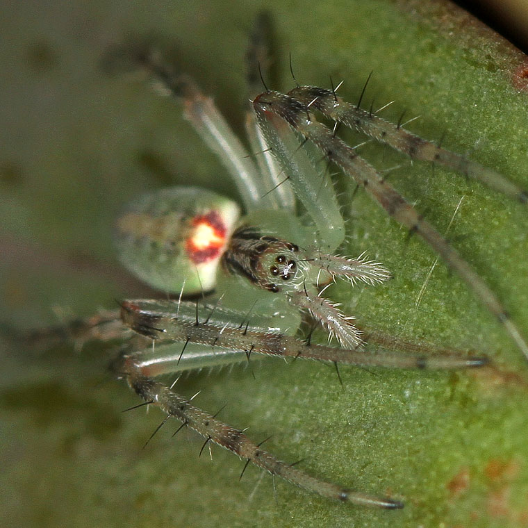 Araneus talipedatus