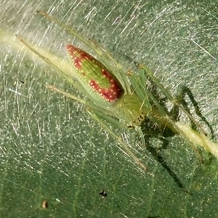 Araneus talipedatus