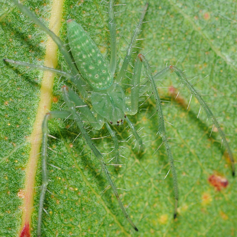 Araneus talipedatus