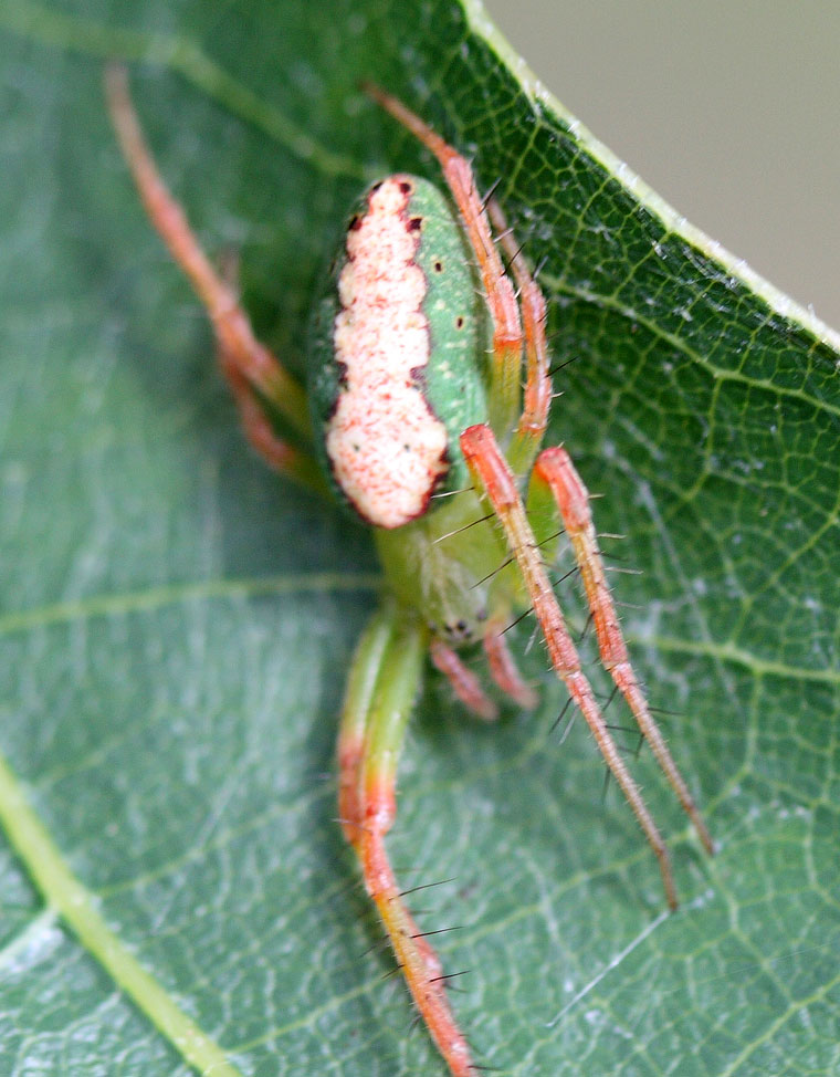 Araneus talipedatus