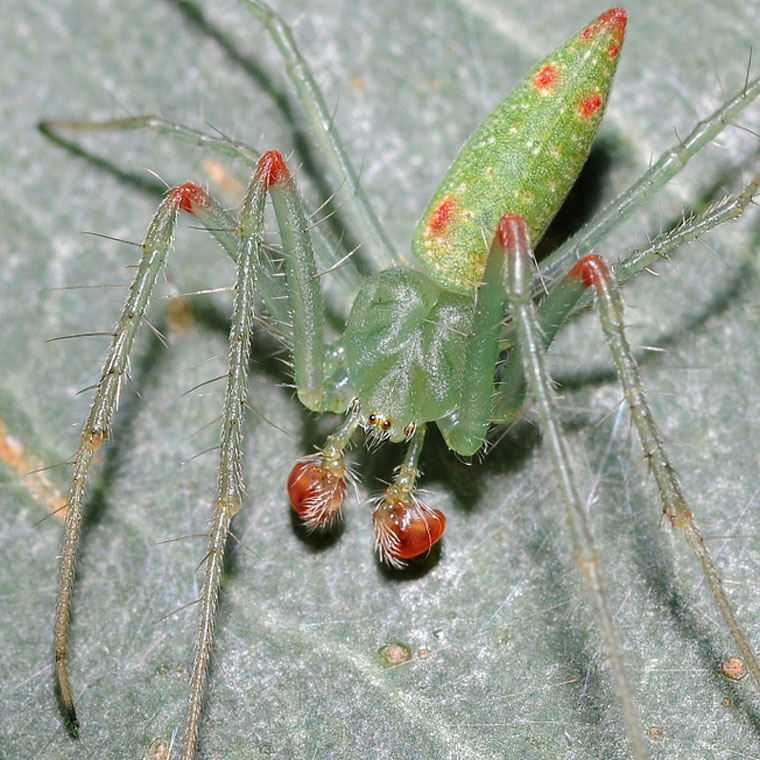 Araneus talipedatus