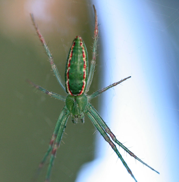 Araneus talipedatus