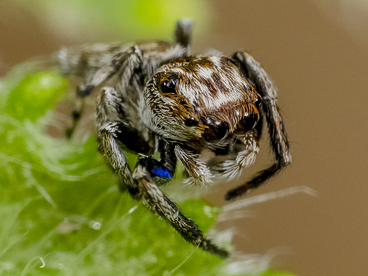 Ananeon sp. off A. howardensis