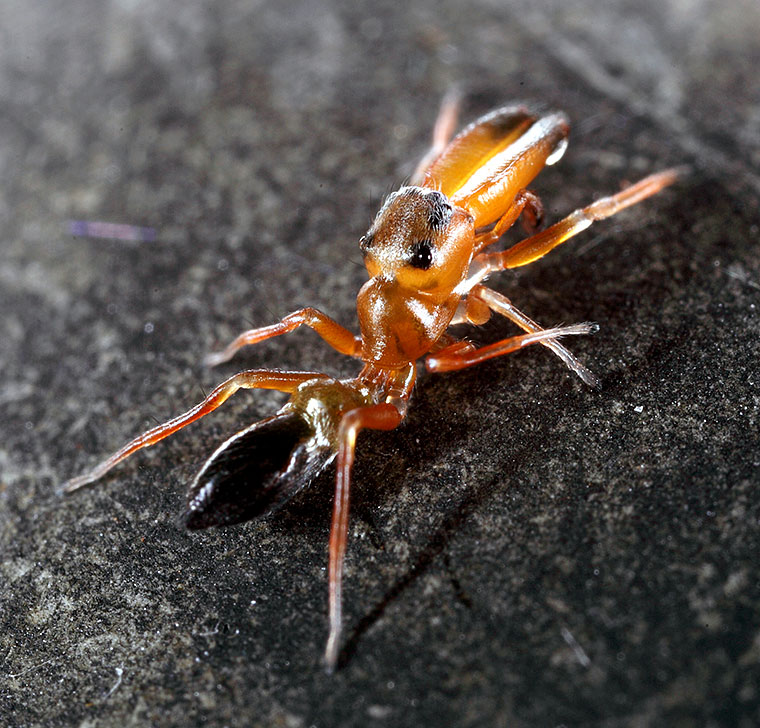 Salticidae Myrmarachne bicolor