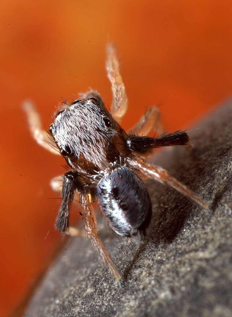 Maratus Bluey