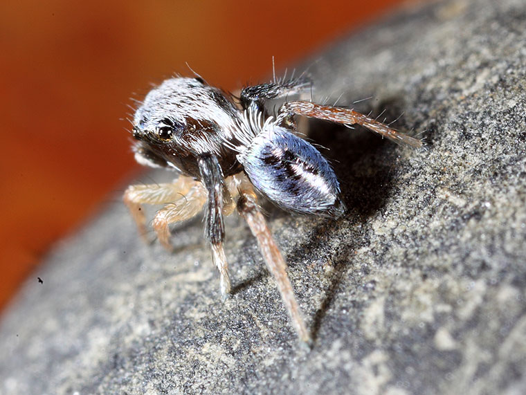 maratus Bluey