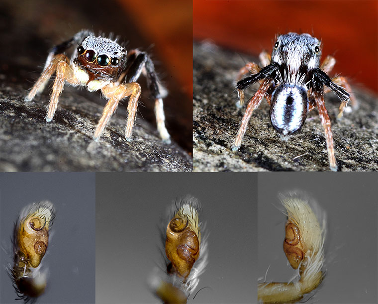 Maratus Bluey