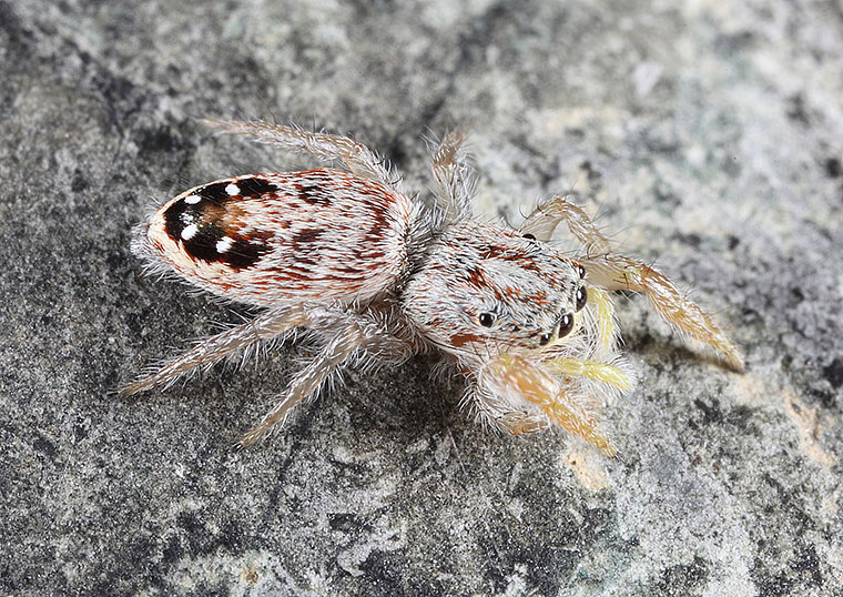 afraflacilla stridulator