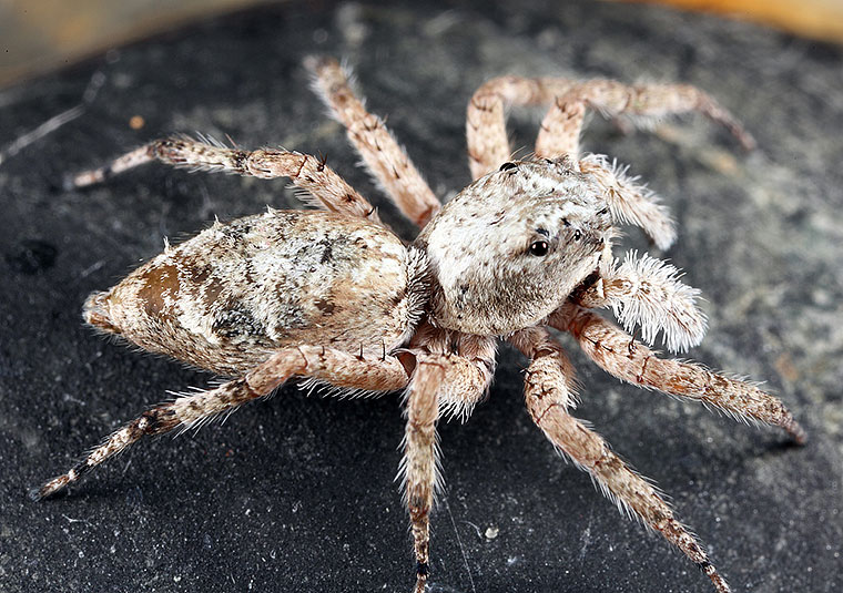 Mintonia sp. QLD