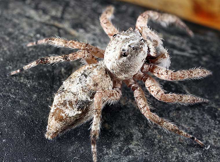 Mintonia sp. QLD