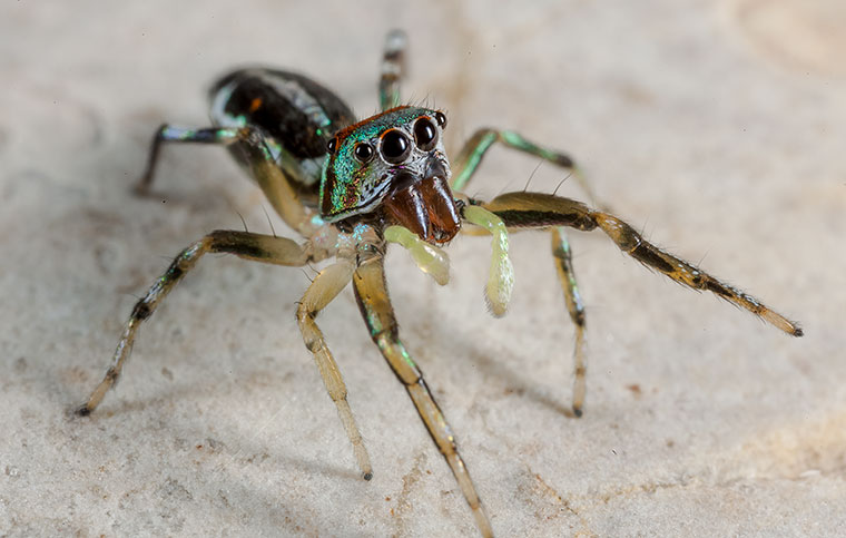 Cosmophasis micarioides