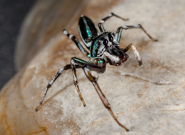 Cosmophasis micarioides