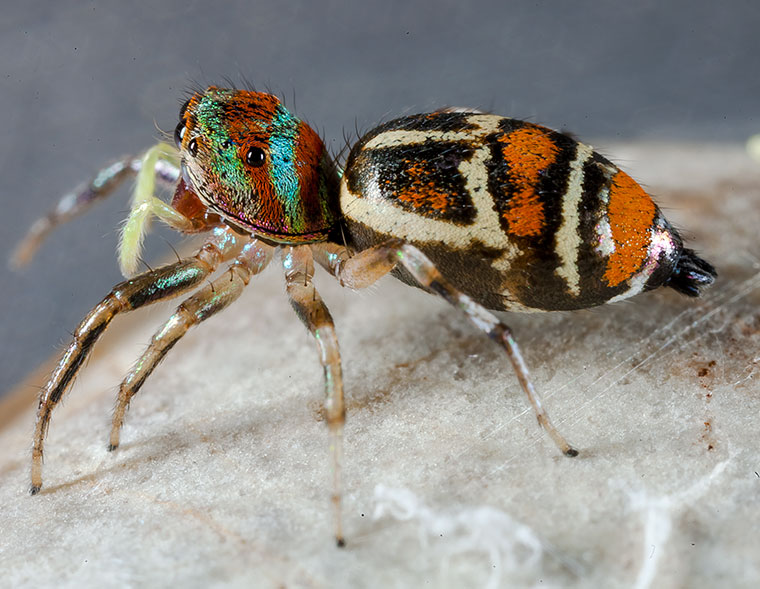 Cosmophasis micarioides